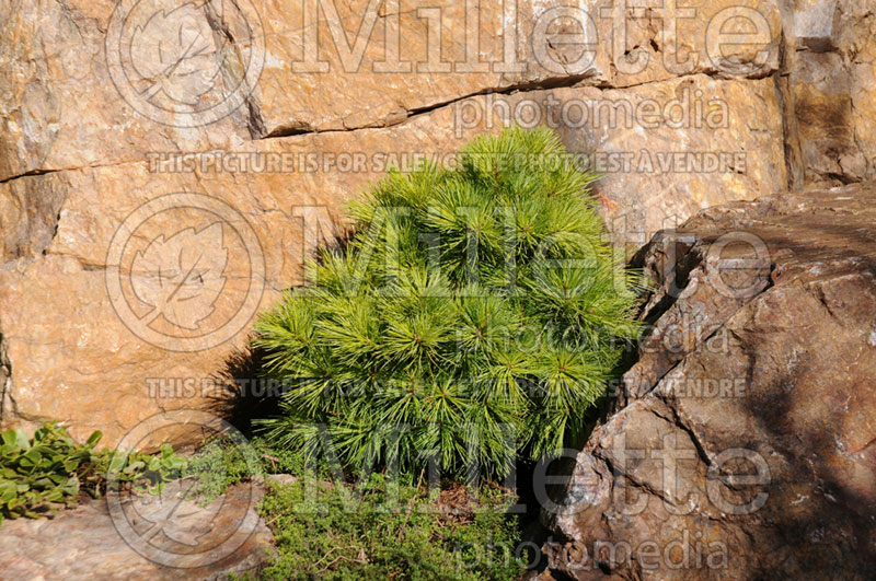 Pinus Horsford or Horsford Dwarf (White Pine conifer) 2 