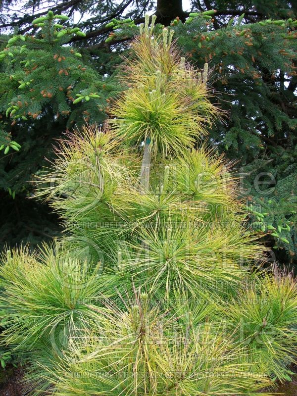 Pinus Louie (Pine conifer) 2
