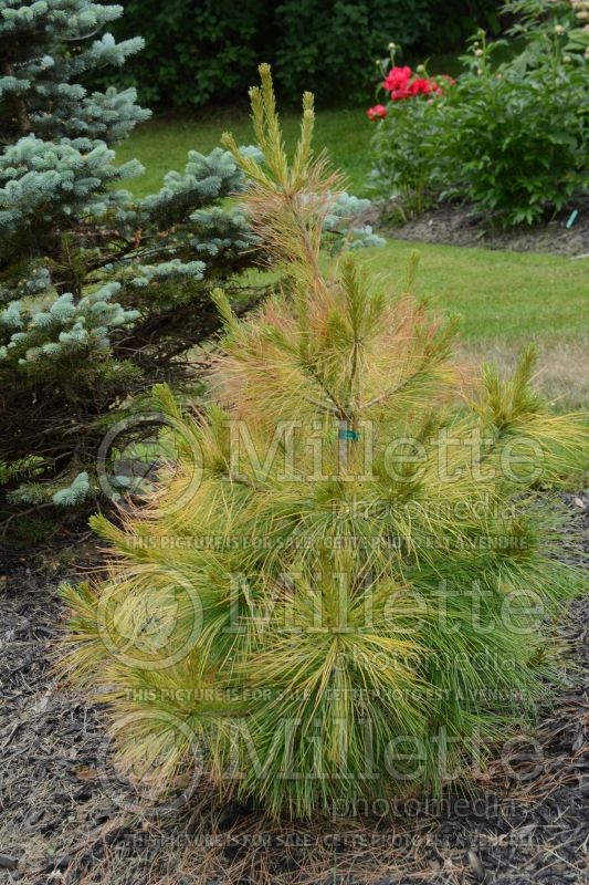 Pinus Louie (Pine conifer) 6