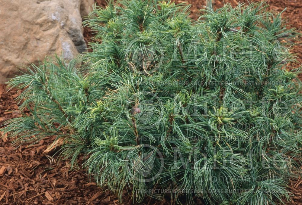 Pinus Mini Twists (Pine conifer) 15  
