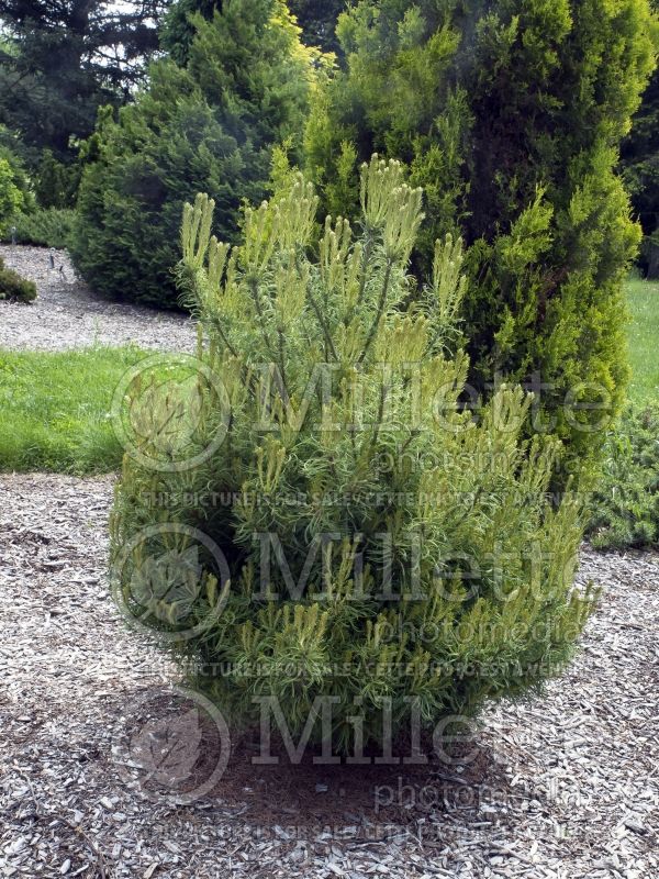Pinus Mini Twists (Pine conifer) 7  