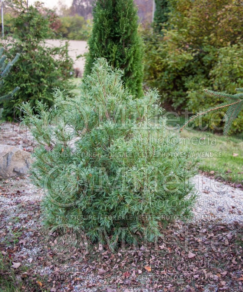 Pinus Mini Twists (Pine conifer) 18  