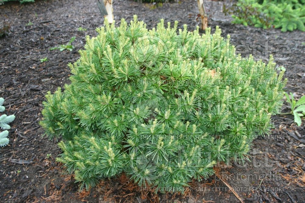 Pinus Minuta (Pine conifer) 1
