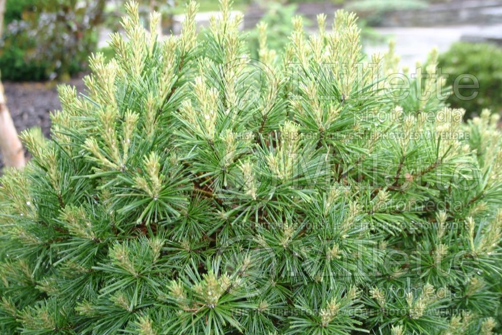 Pinus Minuta (Pine conifer) 2