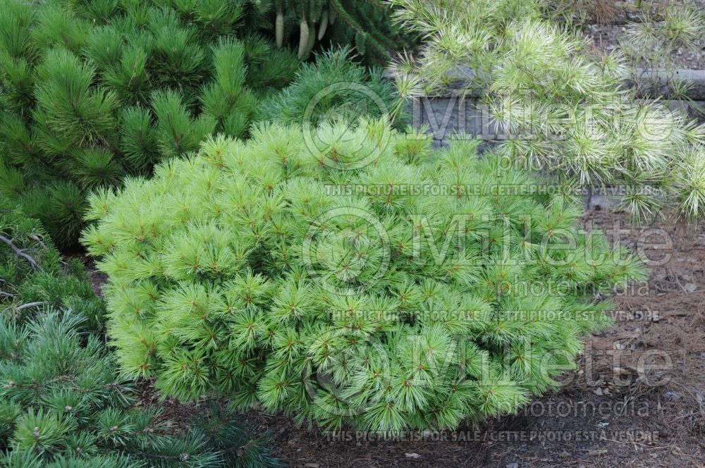 Pinus Minuta (Pine conifer) 5