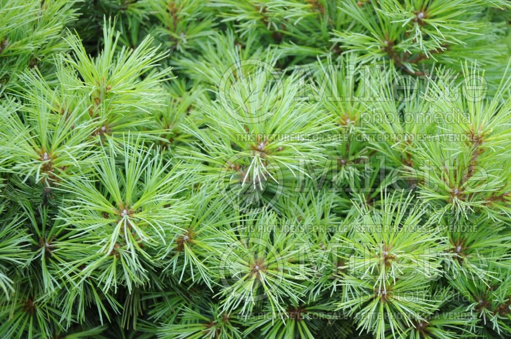 Pinus Minuta (Pine conifer) 6
