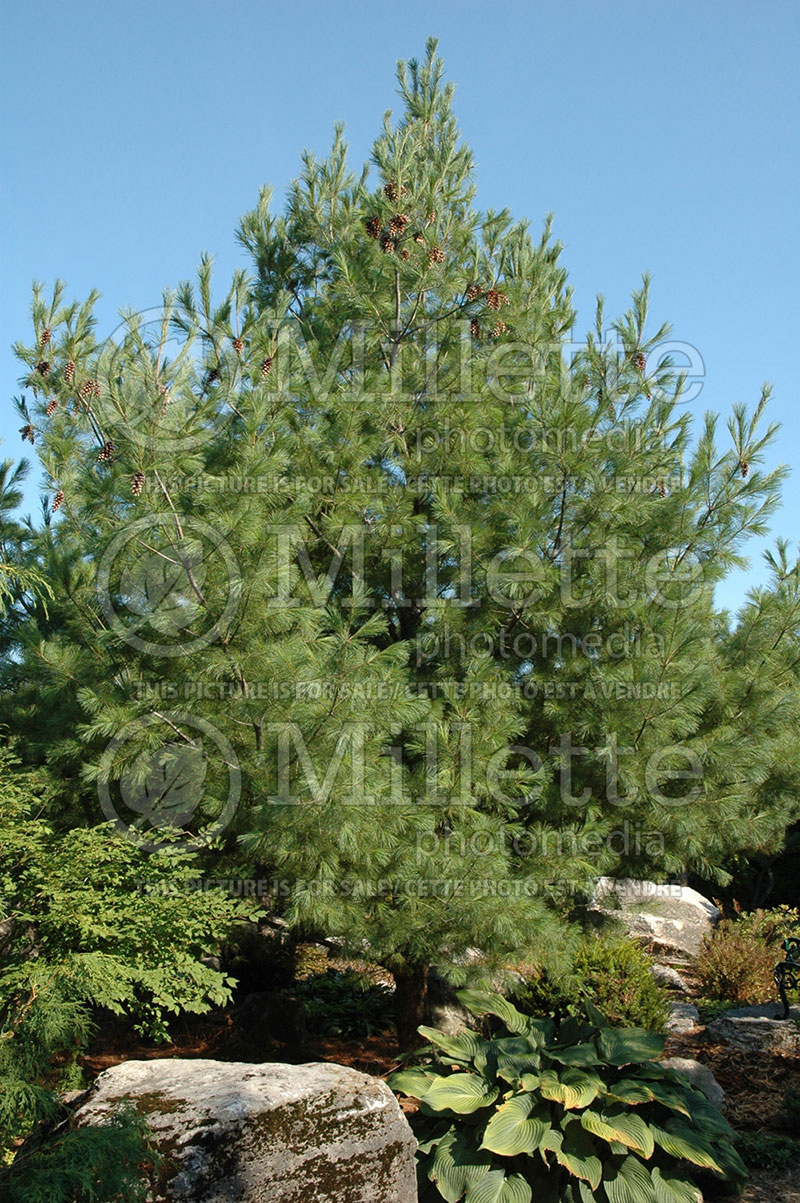 Pinus strobus (Pine) 1