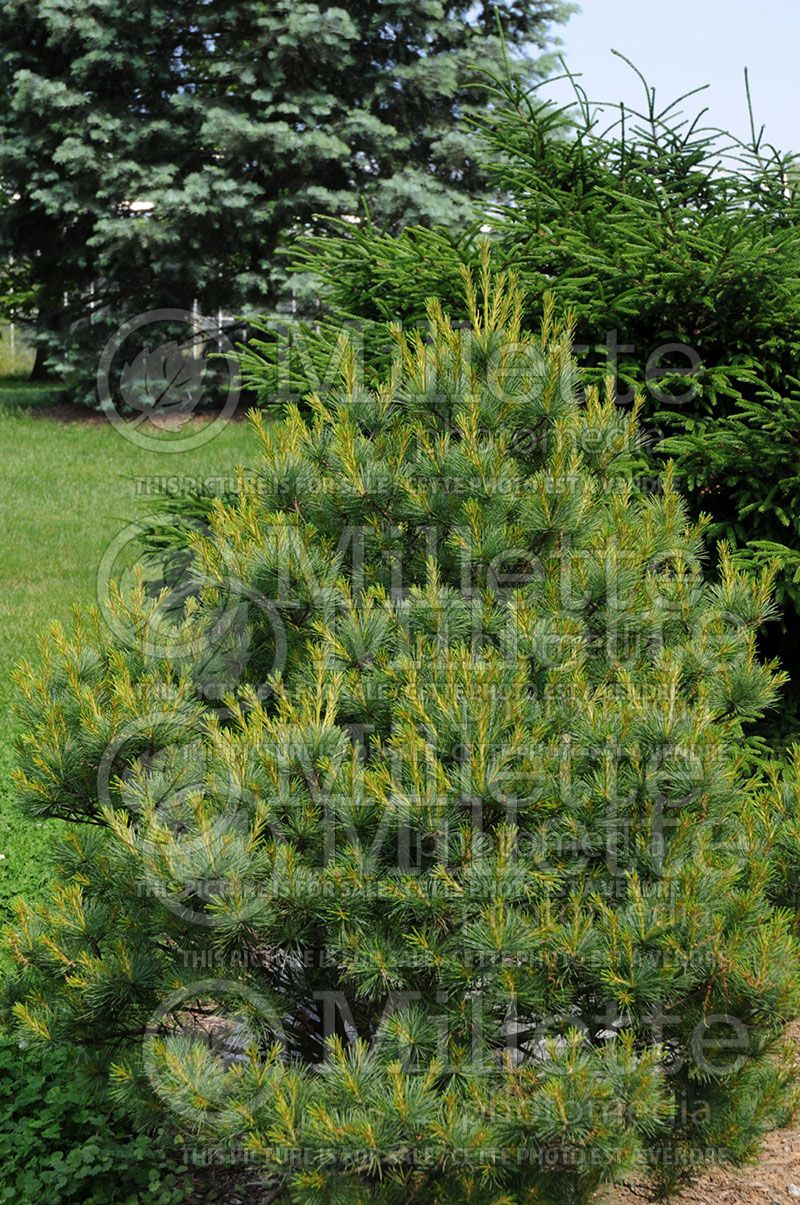 Pinus Sarah Rachel (Pine conifer) 1