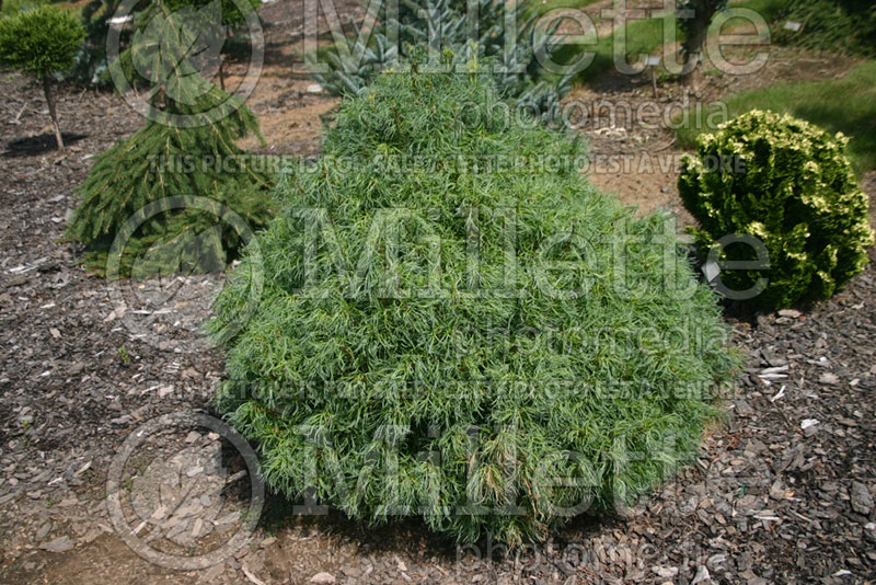 Pinus Vercurve (White Pine conifer) 1 