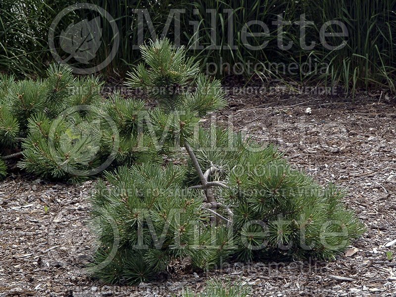 Pinus Albyn Prostrata (Pine conifer) 4