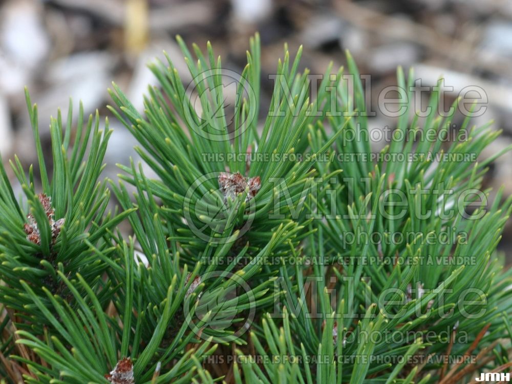 Pinus Glauca Nana (Pine conifer) 2