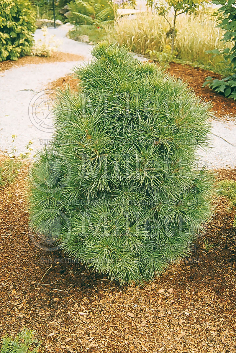 Pinus Globosa Viridis (Scots Pine conifer) 2  