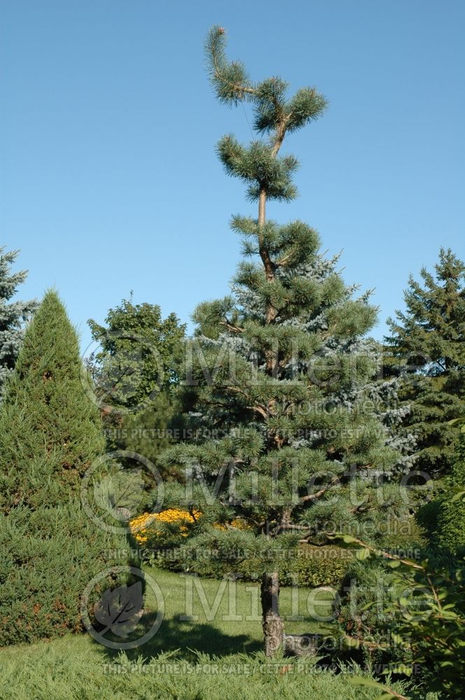 Pinus sylvestris (Scotch pine conifer) 4