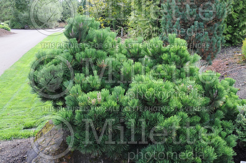 Pinus Thunderhead (Pine conifer) 6
