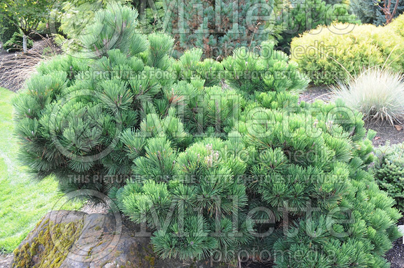 Pinus Thunderhead (Pine conifer)   5