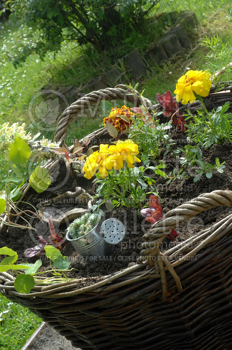 Plants in a basket (Ambiance) 27