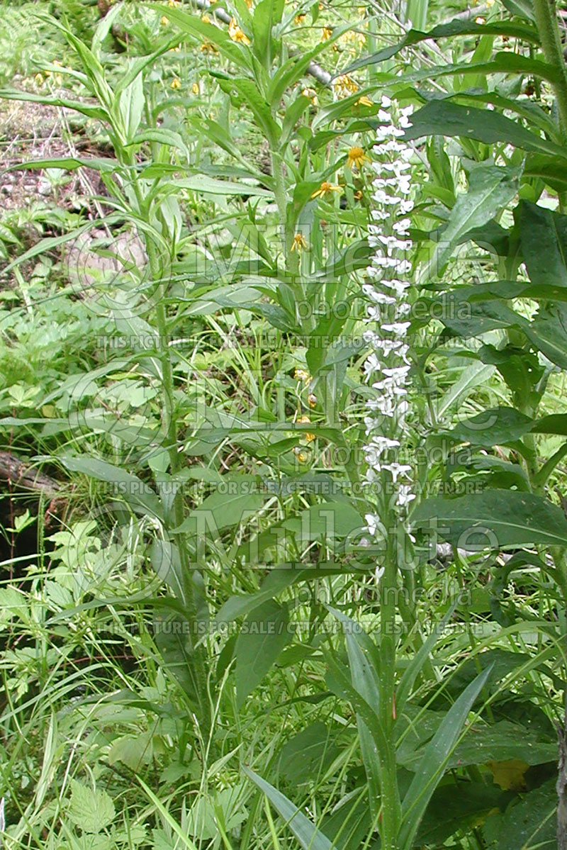 Platanthera dilatata (White Bog Orchid) 1