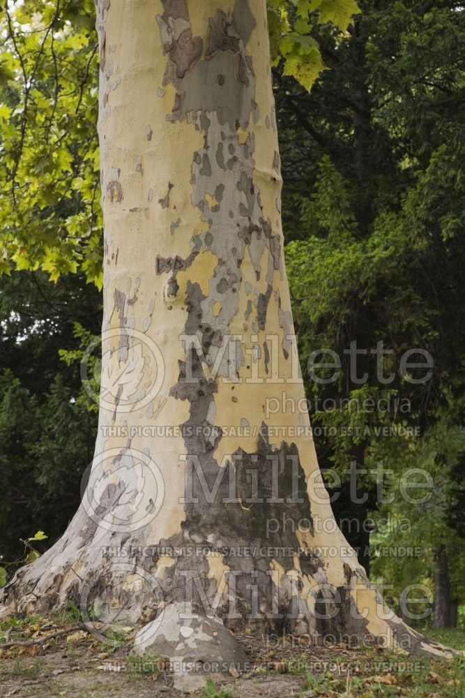 Platanus orientalis - Plane tree trunk in late summer 1
