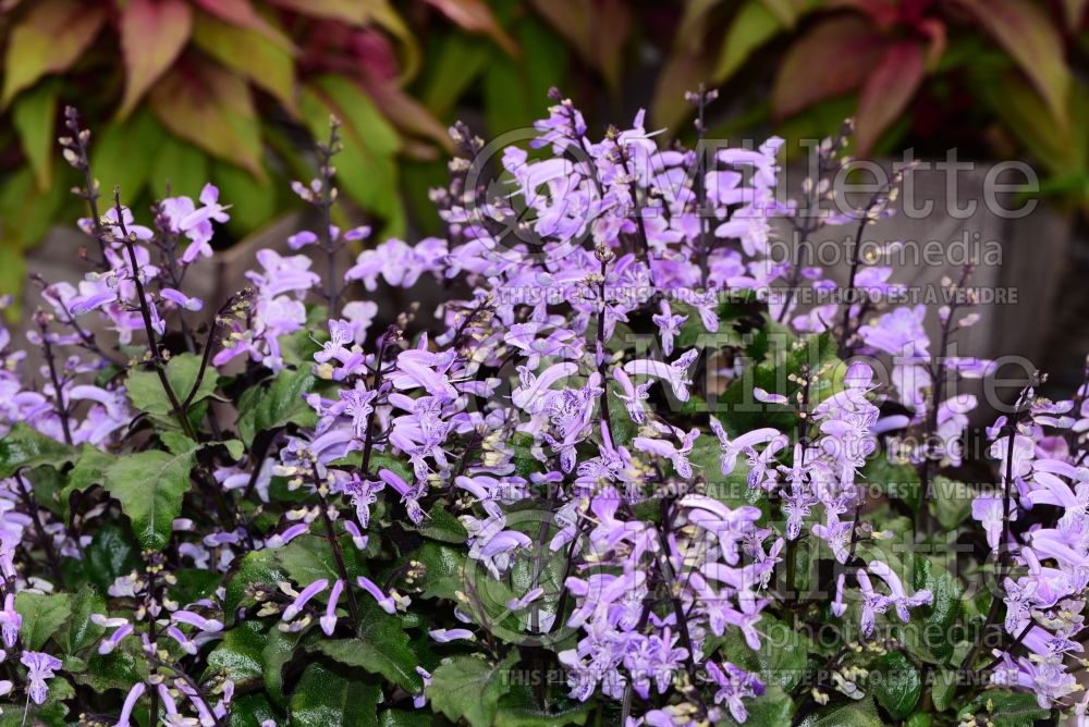 Plectranthus Mona Lavender (Spur flowers) 1 