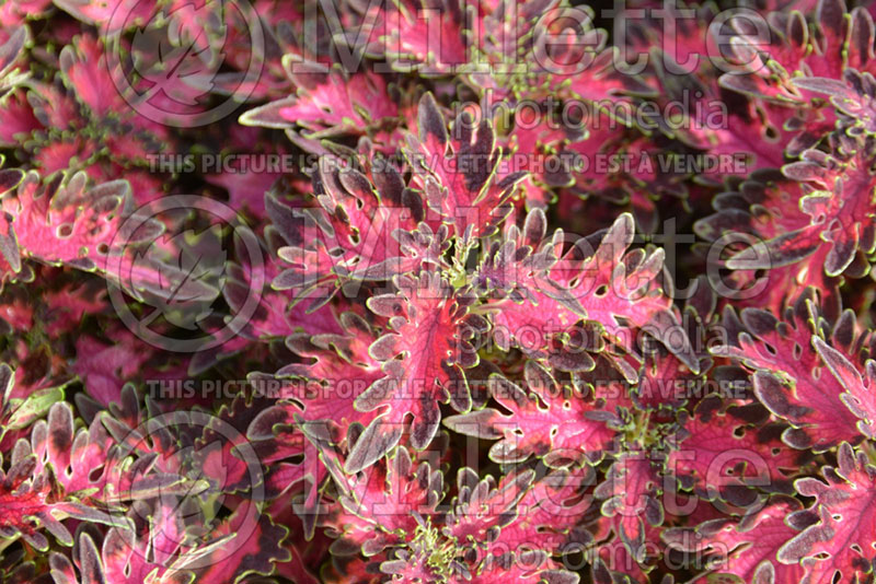 Coleus aka Plectranthus aka Solenostemon Wildfire Smoky Rose (Coleus) 1 