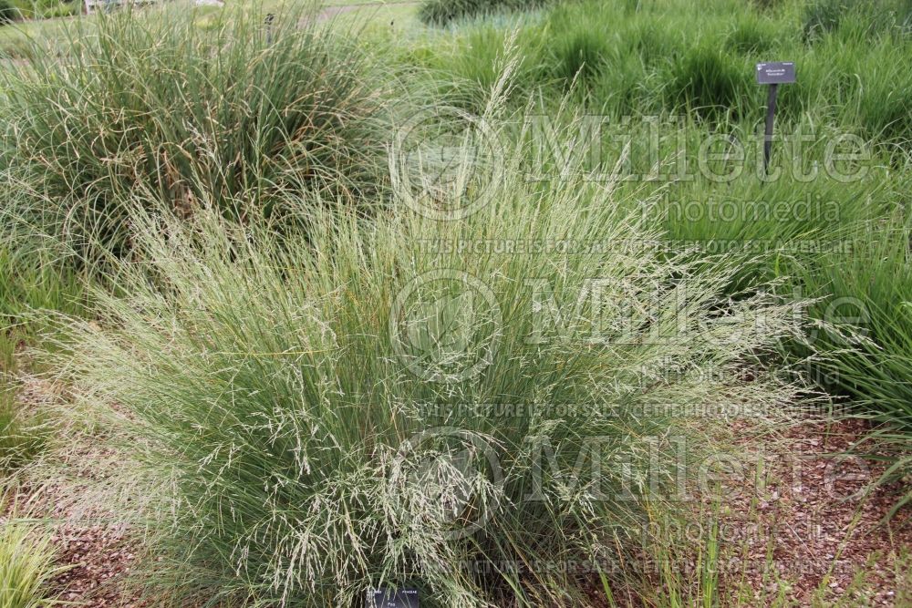Poa labillardieri (common tussock-grass) 1
