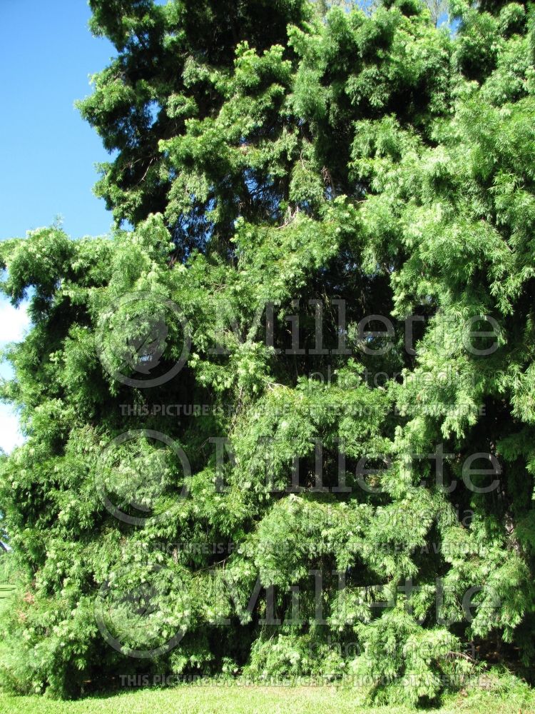 Podocarpus gracilior (fern pine) 1