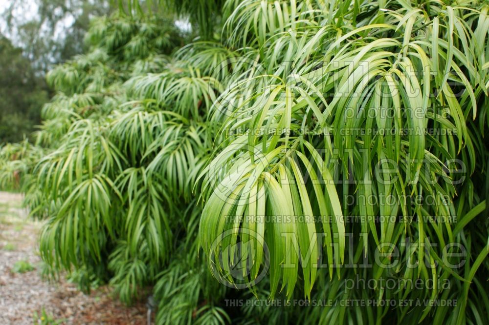 Podocarpus henkelii (Henkel's yellowwood conifer) 1