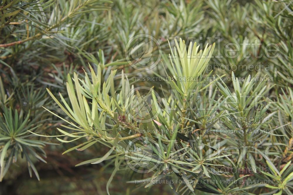 Podocarpus macrophyllus (Buddhist pine) 1 