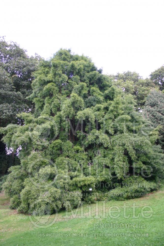 Podocarpus salignus (willow-leaf podocarp conifer) 1