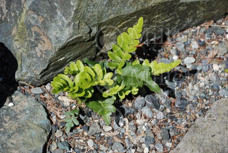 Polypodium scouleri (Licorice Fern) 1 