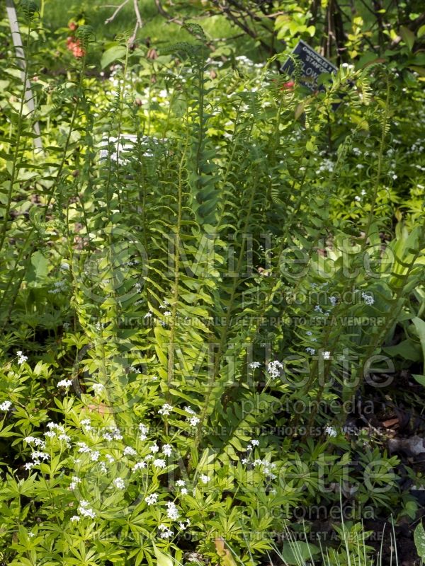 Polystichum acrostichoides (Christmas fern) 2 