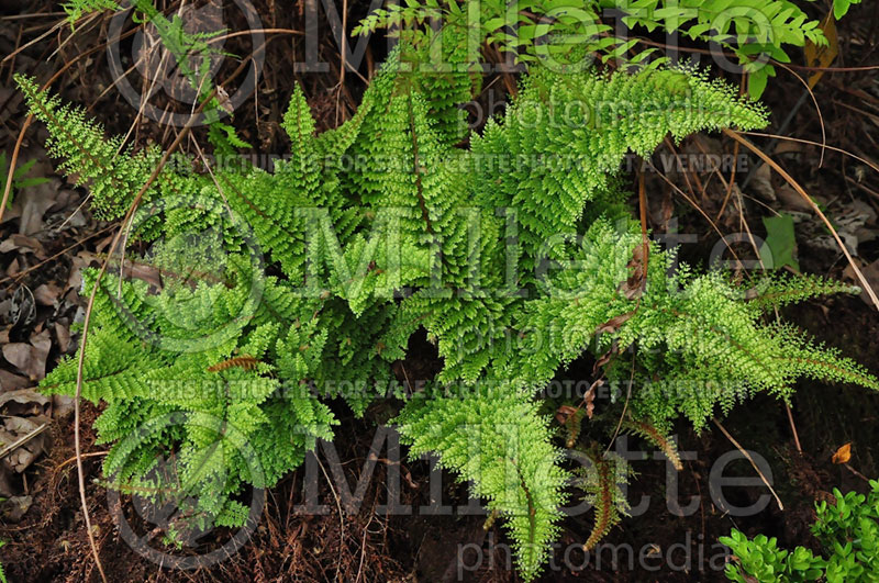 Polystichum Plumosomultilobum or Plumosum Densum (Shield fern) 3 