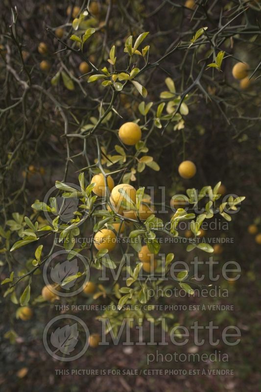 Poncirus aka Citrus trifoliata (Trifoliate Orange) 2 