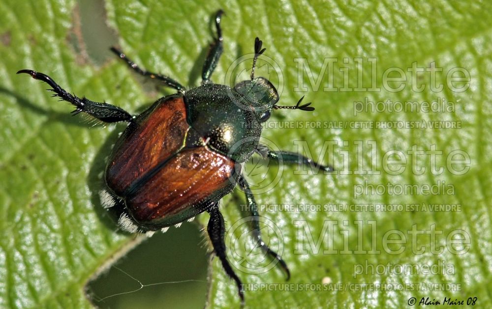 Popillia japonica - Japanese beetle (adult) (Insect) 3  