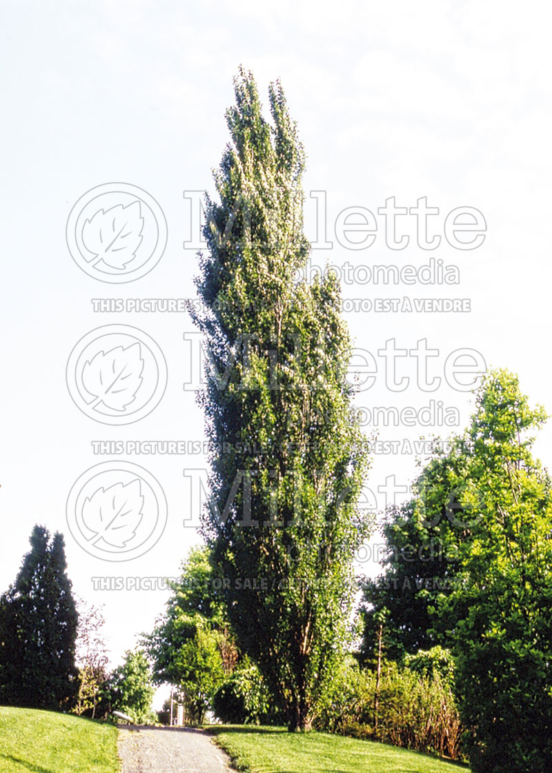 Populus nigra var. italica (Lombardy poplar) 3 