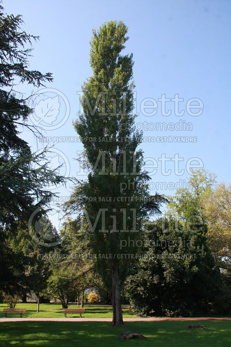 Populus nigra var. italica (Lombardy poplar) 1 