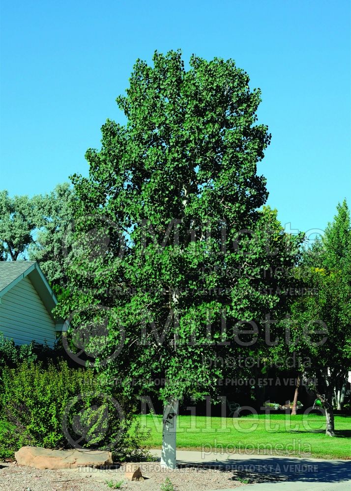 Populus tremuloides (Quaking Aspen) 8 