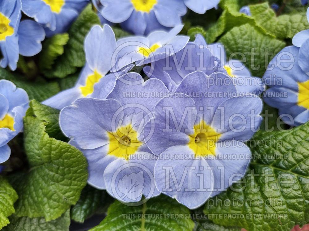 Primula Candy Sky Blue (Primrose) 1 