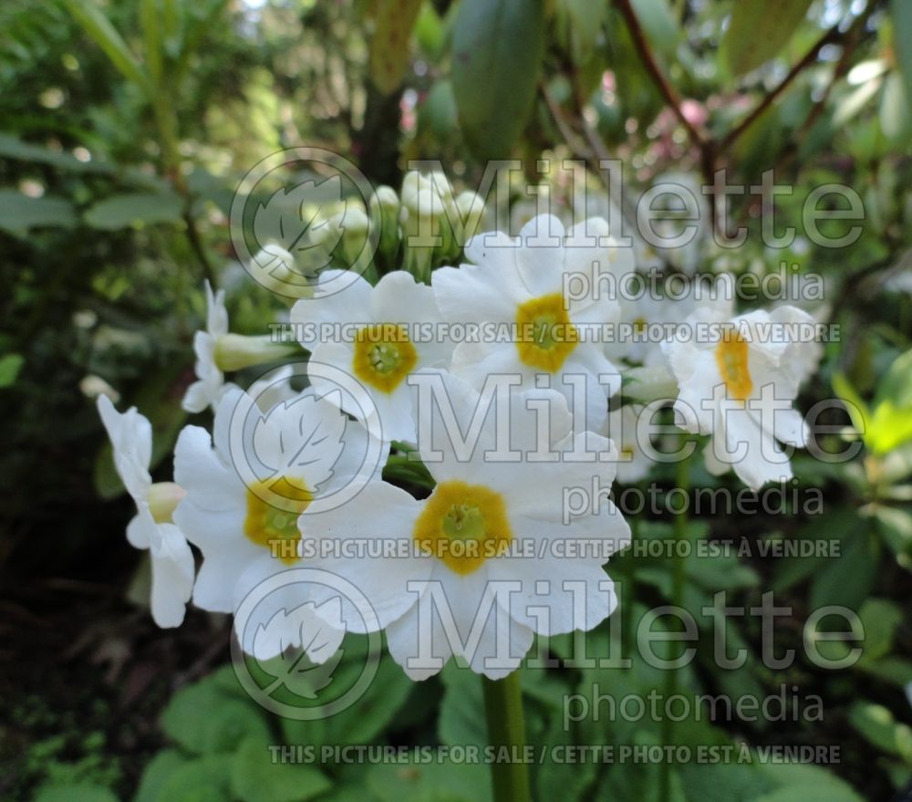 Primula Alba (Japanese primrose) 1