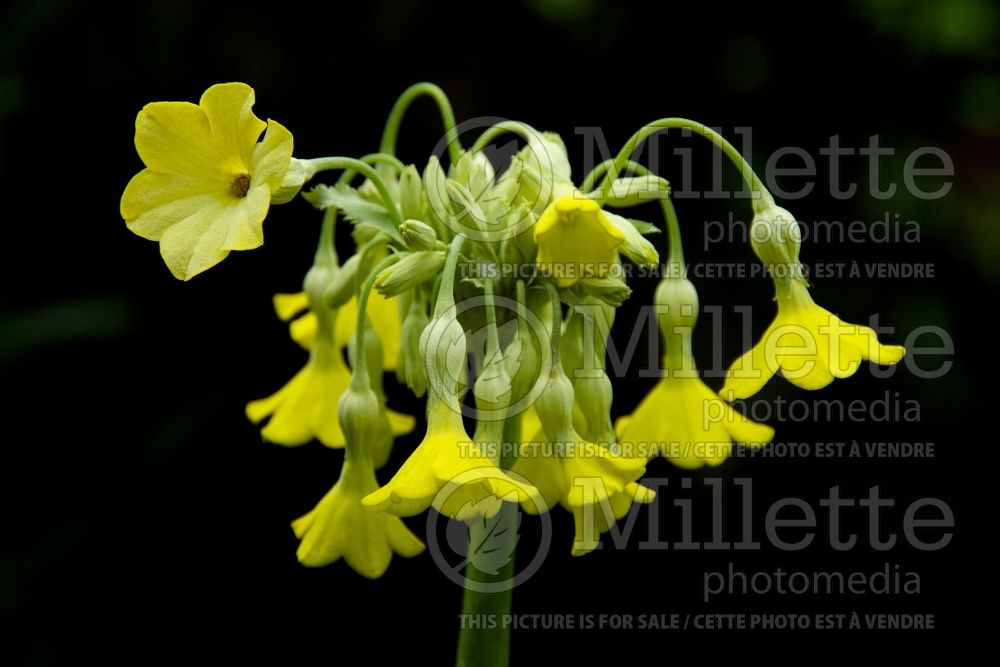 Primula florindae (Primrose)  1