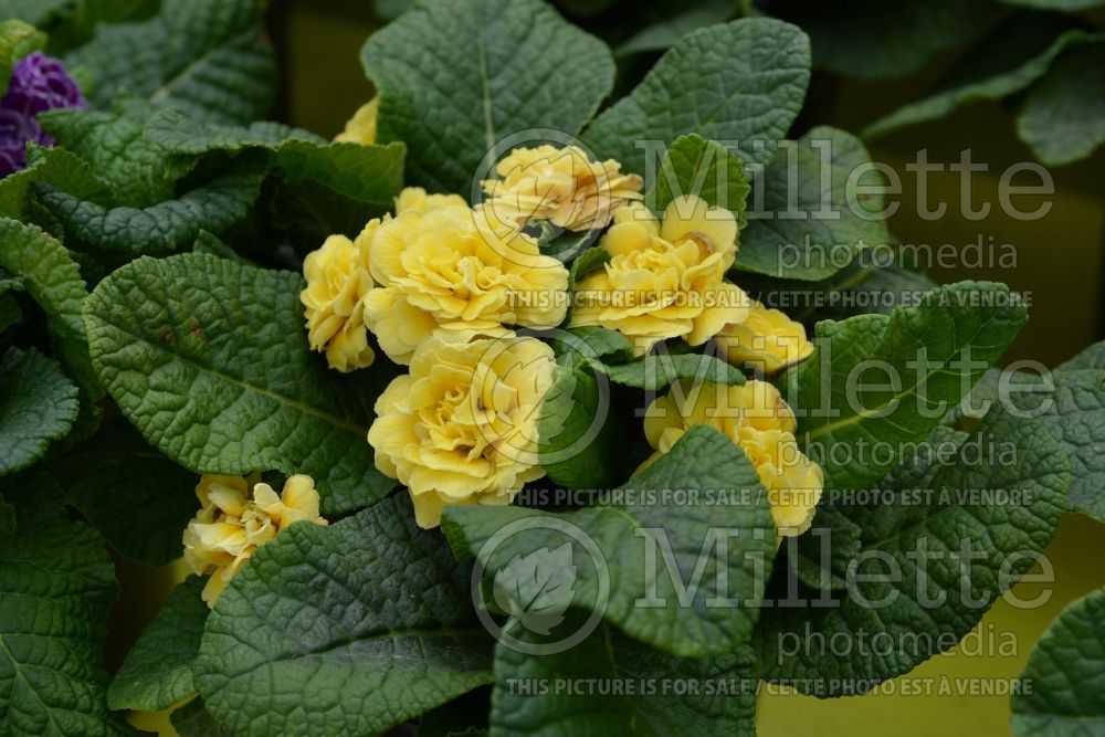 Primula Belarina Buttercup Yellow (Primrose) 5 