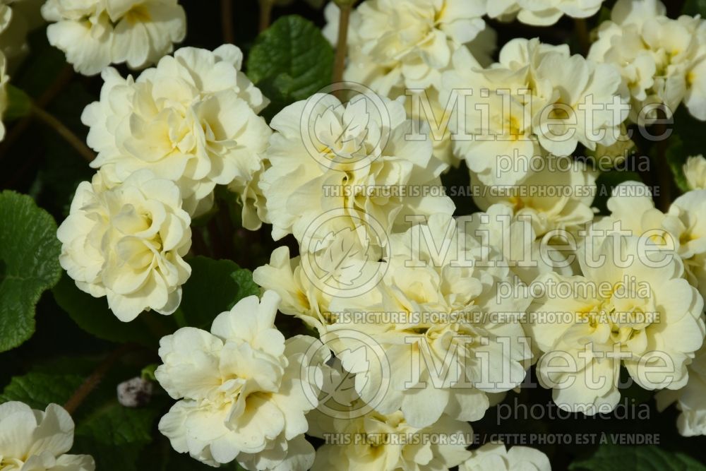 Primula Belarina Cream (Primrose) 2 