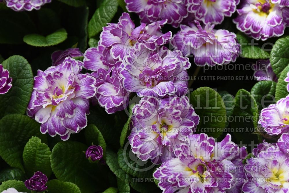 Primula Belarina Lively Lilac (Primrose) 1 