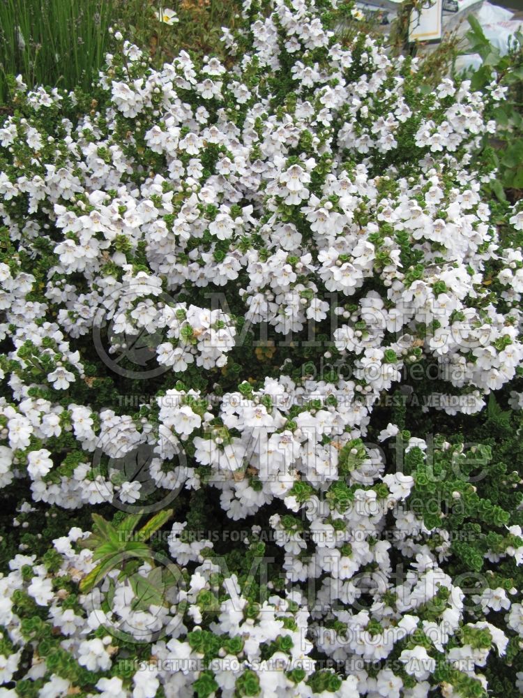 Prostanthera cuneata (alpine mint bush) 4