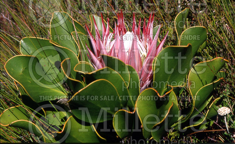 Protea cynaroides (King protea) 1 