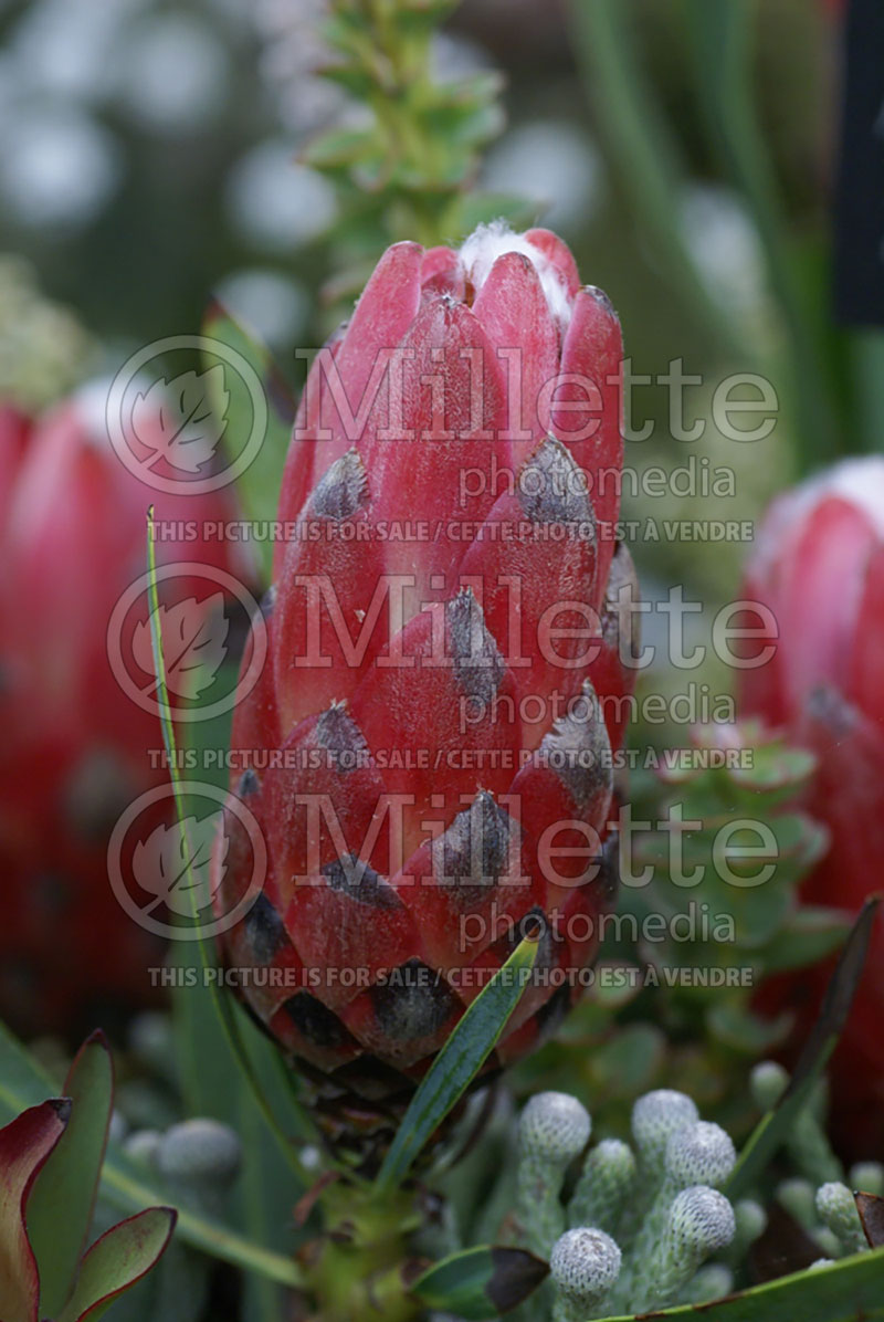 Protea Sweet Suzie (King protea) 1 