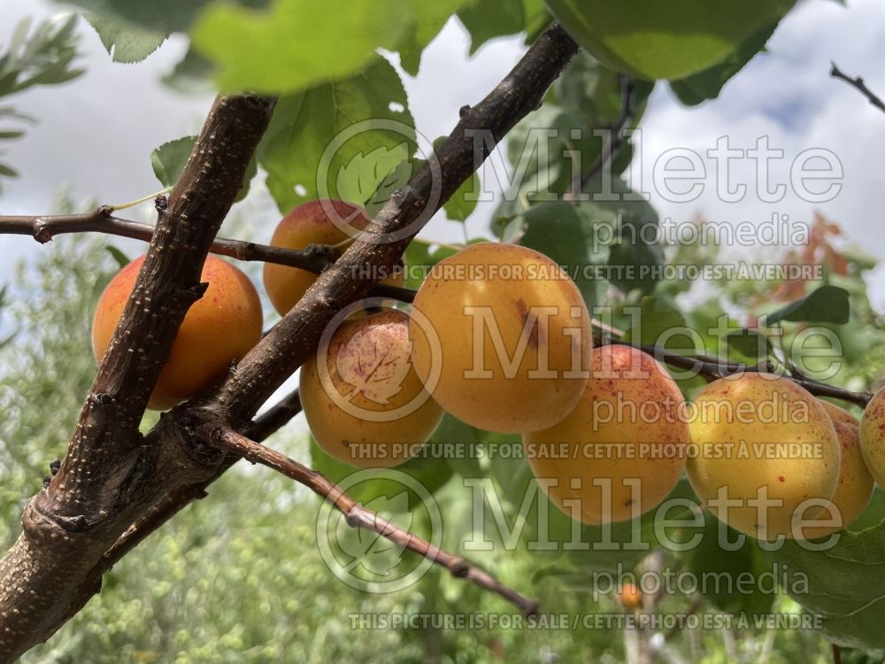 Prunus Precoce de Saumur (Armenian plum fruit - Siberian apricot - abricot) 1