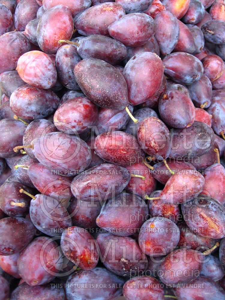 Prunus Italian Prune (Plum) 1