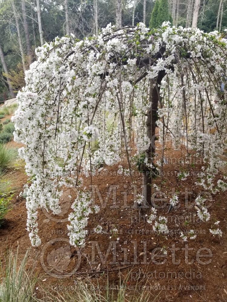 Prunus Snow Fountains (Weeping cherry tree) 1