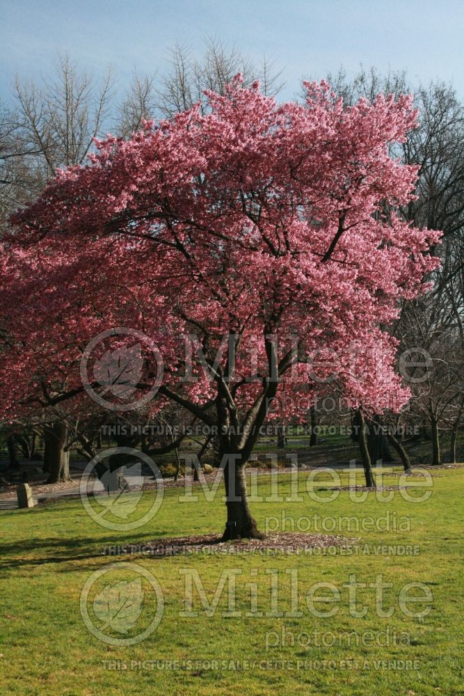 Prunus Okame (Flowering cherry trees) 4